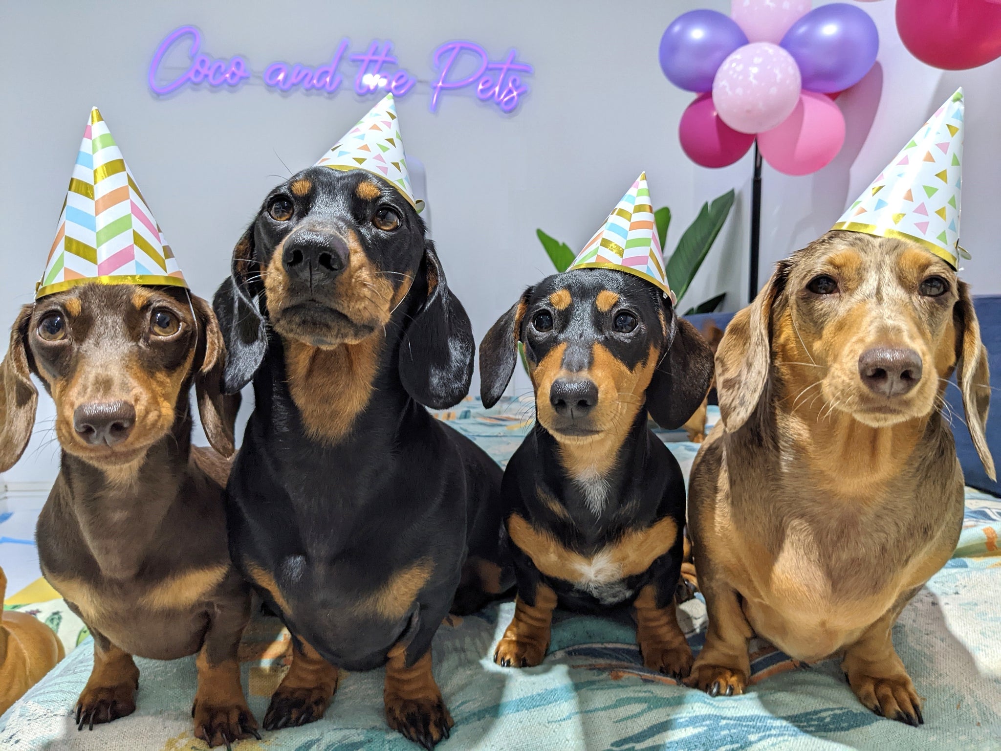Dog day care, dog overnight boarding and dog birthday parties in Sydney